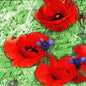 Servilleta Decoupage 13314210